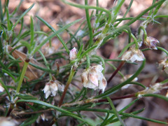 Laxmannia orientalis