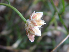 Laxmannia orientalis