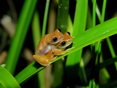 Dendropsophus branneri