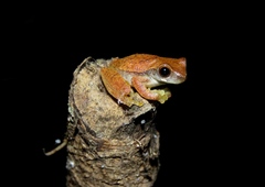 Dendropsophus branneri