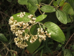 Ageratina asclepiadea