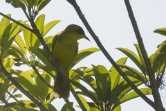 Geothlypis aequinoctialis