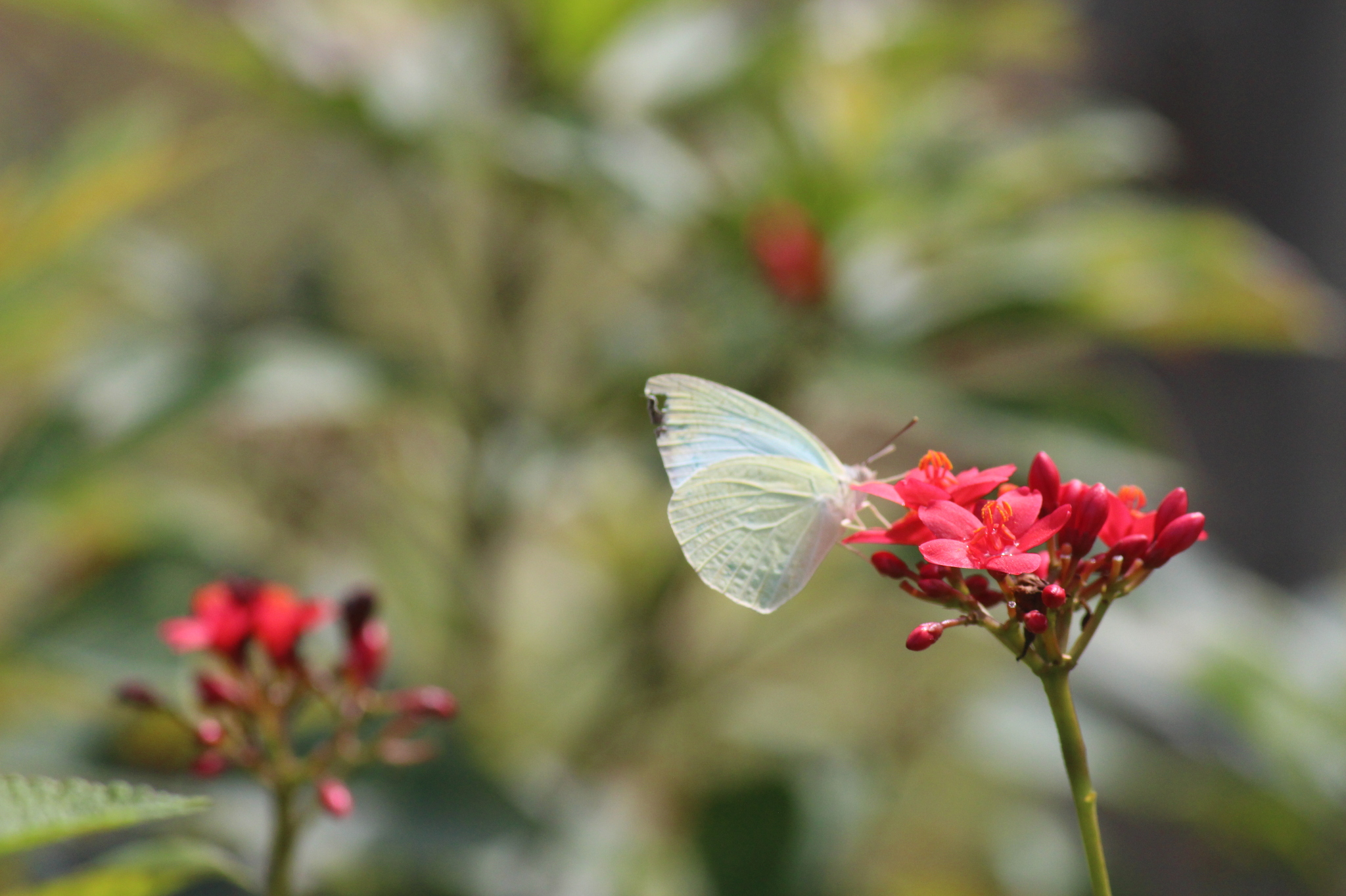 Mottled Emigrant