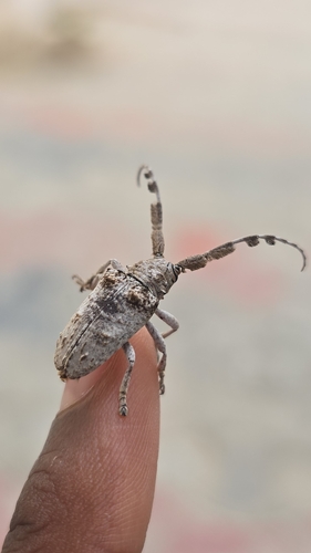 Crossotus plumicornis