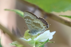 Catopyrops florinda
