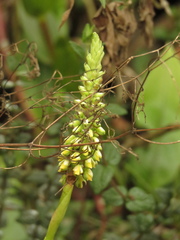 Gomphichis