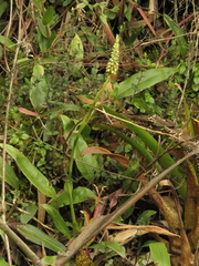 Gomphichis