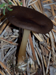 Melanoleuca vulgaris