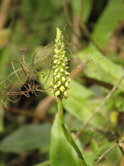 Gomphichis