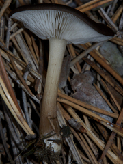 Melanoleuca vulgaris