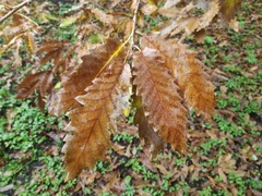 Quercus castaneifolia