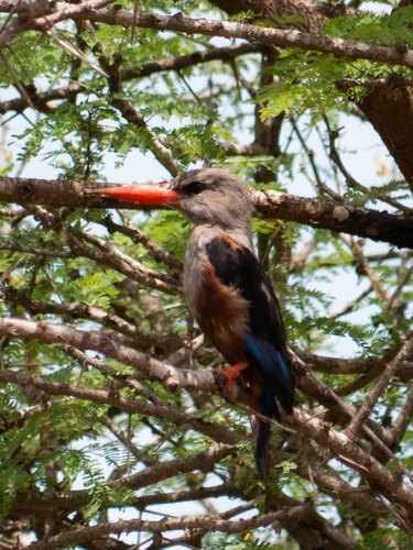 Gray-headed Kingfisher