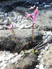 Disa obliqua clavigera