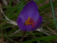 Crocus ligusticus