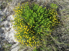 Oncosiphon sabulosus