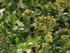 Baccharis prunifolia