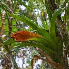 Tillandsia multicaulis