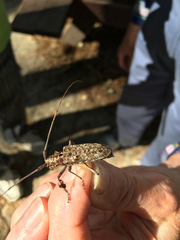 Monochamus titillator