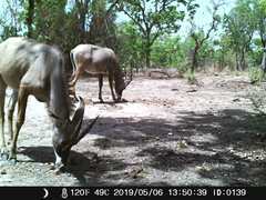 Hippotragus equinus koba