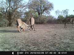 Hippotragus equinus koba