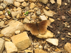 Panyapedaliodes drymaea