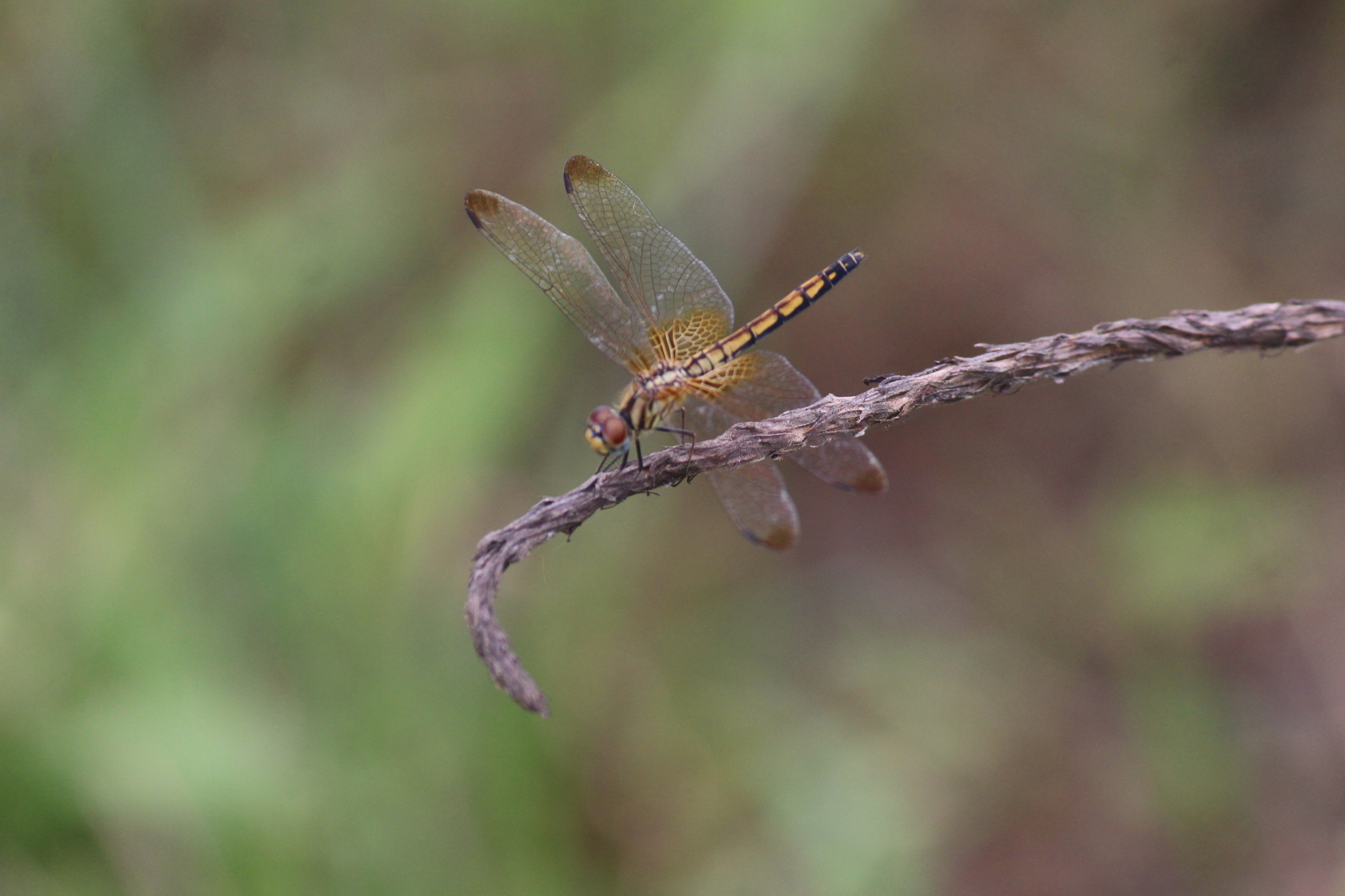 Crimson Marsh Glider