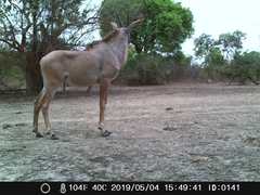 Hippotragus equinus koba