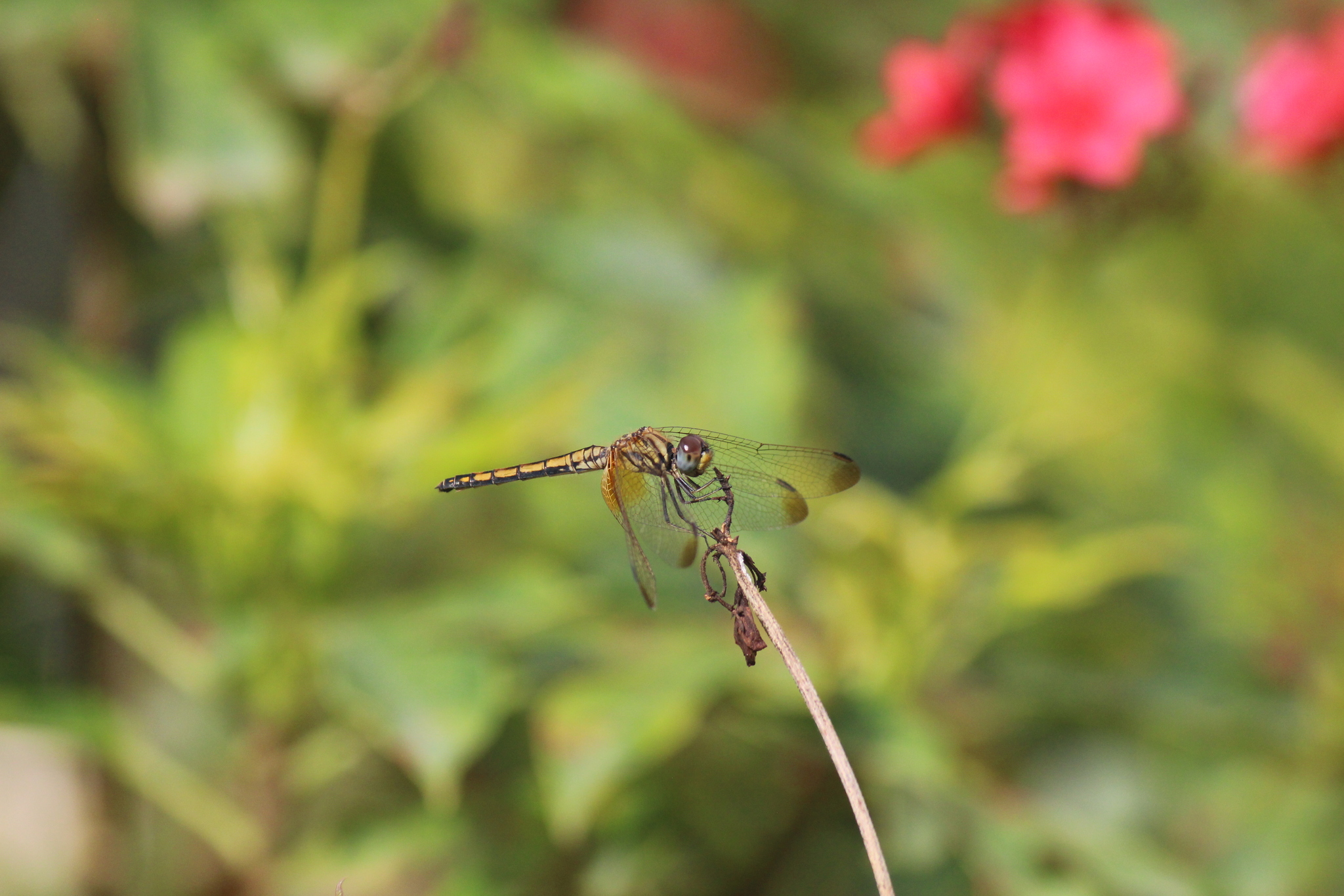 Crimson Marsh Glider