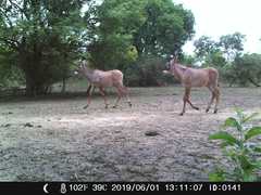 Hippotragus equinus koba