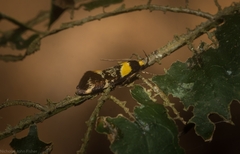 Epithymema helias