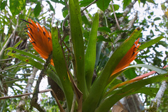 Tillandsia multicaulis