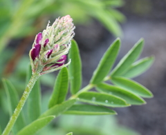 Hedysarum hedysaroides