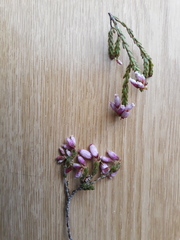 Erica incarnata