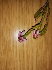 Erica incarnata