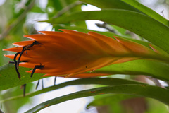 Tillandsia multicaulis