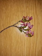 Erica incarnata