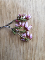 Erica incarnata