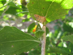 Ommatospila narcaeusalis