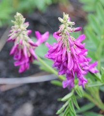 Hedysarum hedysaroides