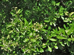 Pyracantha koidzumii