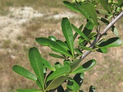 Pyracantha koidzumii