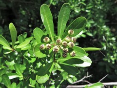 Pyracantha koidzumii