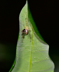 Thwaitesia margaritifera