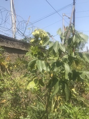 Magnoliopsida