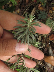 Linochilus rosmarinifolius