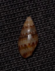 Pseudamycla dermestoidea