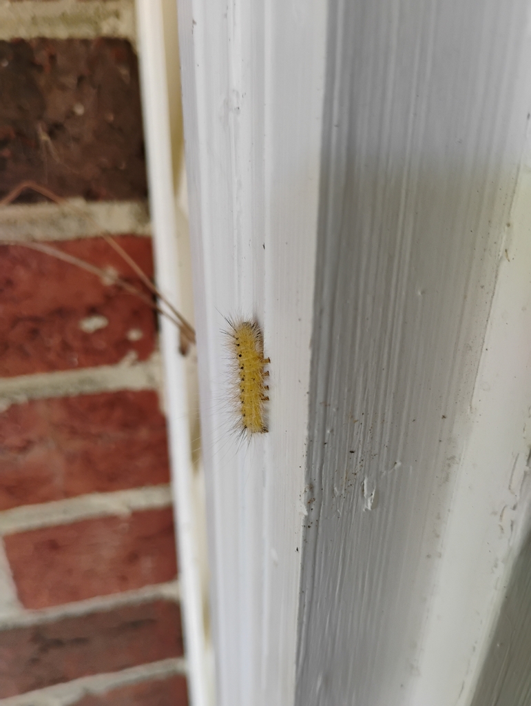 Fall Webworm Moth from Southwest Raleigh, Raleigh, NC, USA on July 19 ...