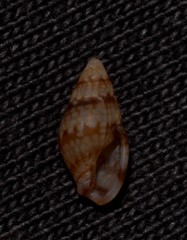 Pseudamycla dermestoidea