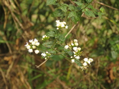 Fleischmannia klattiana