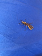 Apoica